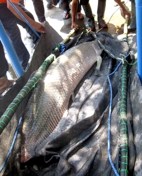 Ikan arapaima 80,95 kg yang berhail pecahan rekor