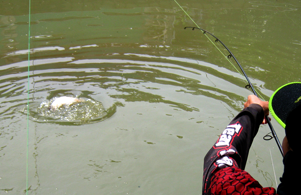 Featured image of post Umpan Ikan Mas Kolam Untuk anda yang hobi memancing pastinya selalu mengincar ikan mas sebagai sasaran pancingan